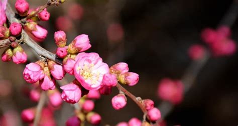 梅花吉祥話|梅花的象征意义（探寻梅花的文化内涵与象征意义）